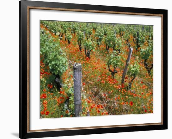 Vineyards Near Sauterne, Gironde, Aquitaine, France-Michael Busselle-Framed Photographic Print