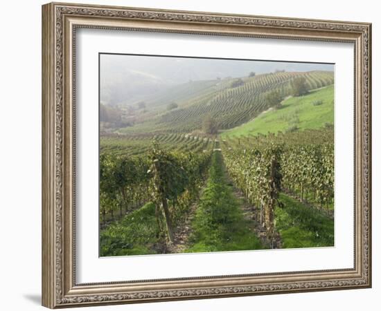 Vineyards Near Serralunga D'Alba, Piedmont, Italy, Europe-Robert Cundy-Framed Photographic Print