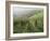 Vineyards Near Serralunga D'Alba, Piedmont, Italy, Europe-Robert Cundy-Framed Photographic Print