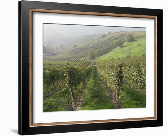 Vineyards Near Serralunga D'Alba, Piedmont, Italy, Europe-Robert Cundy-Framed Photographic Print