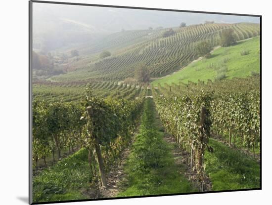 Vineyards Near Serralunga D'Alba, Piedmont, Italy, Europe-Robert Cundy-Mounted Photographic Print