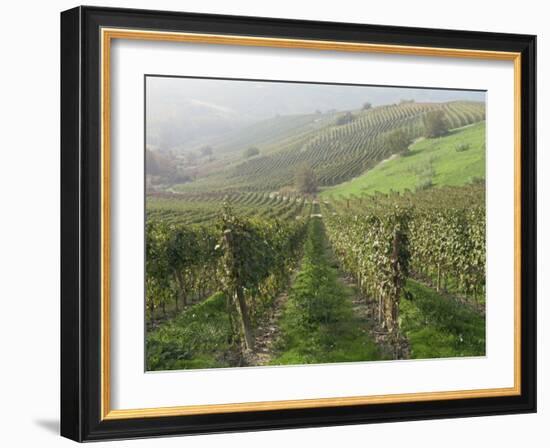 Vineyards Near Serralunga D'Alba, Piedmont, Italy, Europe-Robert Cundy-Framed Photographic Print