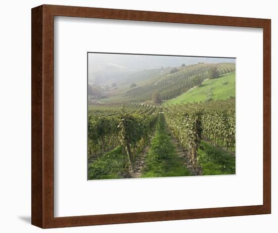 Vineyards Near Serralunga D'Alba, Piedmont, Italy, Europe-Robert Cundy-Framed Photographic Print