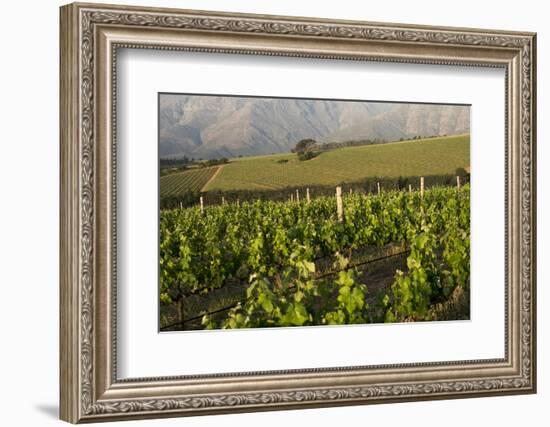 Vineyards Near Stellenbosch in the Western Cape, South Africa, Africa-Alex Treadway-Framed Photographic Print