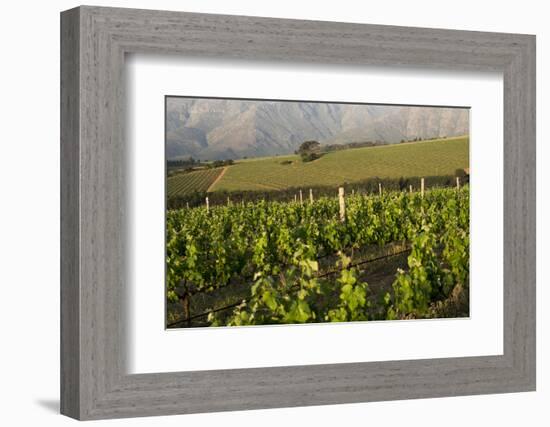 Vineyards Near Stellenbosch in the Western Cape, South Africa, Africa-Alex Treadway-Framed Photographic Print