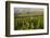 Vineyards Near Stellenbosch in the Western Cape, South Africa, Africa-Alex Treadway-Framed Photographic Print