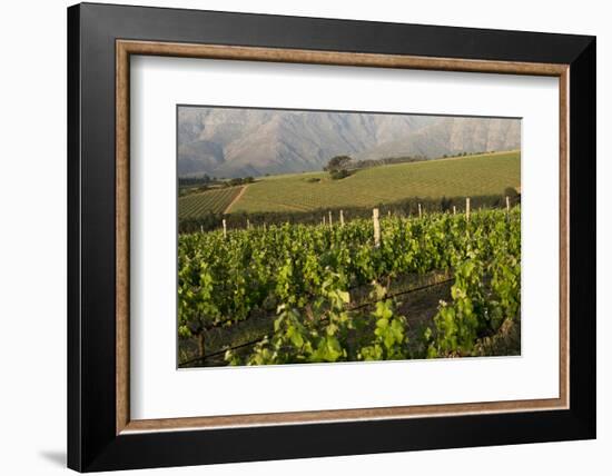 Vineyards Near Stellenbosch in the Western Cape, South Africa, Africa-Alex Treadway-Framed Photographic Print