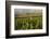 Vineyards Near Stellenbosch in the Western Cape, South Africa, Africa-Alex Treadway-Framed Photographic Print