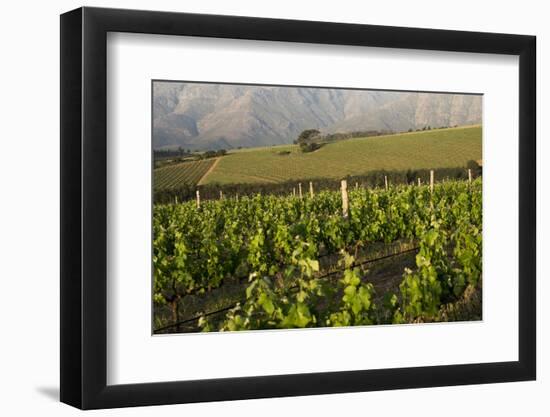 Vineyards Near Stellenbosch in the Western Cape, South Africa, Africa-Alex Treadway-Framed Photographic Print