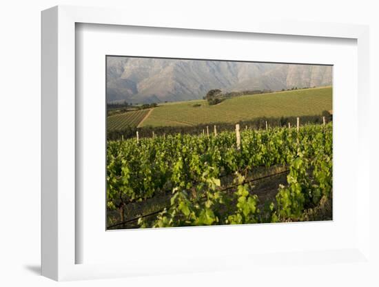 Vineyards Near Stellenbosch in the Western Cape, South Africa, Africa-Alex Treadway-Framed Photographic Print