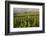 Vineyards Near Stellenbosch in the Western Cape, South Africa, Africa-Alex Treadway-Framed Photographic Print