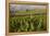 Vineyards Near Stellenbosch in the Western Cape, South Africa, Africa-Alex Treadway-Framed Premier Image Canvas