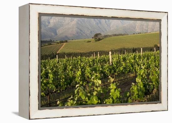 Vineyards Near Stellenbosch in the Western Cape, South Africa, Africa-Alex Treadway-Framed Premier Image Canvas