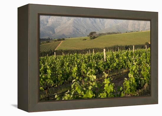 Vineyards Near Stellenbosch in the Western Cape, South Africa, Africa-Alex Treadway-Framed Premier Image Canvas