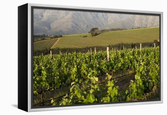 Vineyards Near Stellenbosch in the Western Cape, South Africa, Africa-Alex Treadway-Framed Premier Image Canvas