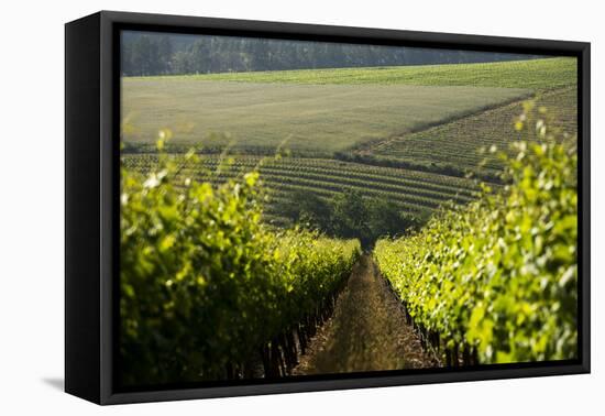 Vineyards Near Stellenbosch in the Western Cape, South Africa, Africa-Alex Treadway-Framed Premier Image Canvas