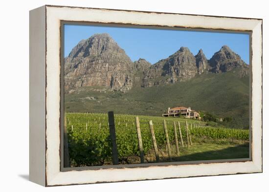 Vineyards Near Stellenbosch in the Western Cape, South Africa, Africa-Alex Treadway-Framed Premier Image Canvas