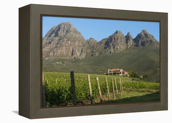 Vineyards Near Stellenbosch in the Western Cape, South Africa, Africa-Alex Treadway-Framed Premier Image Canvas