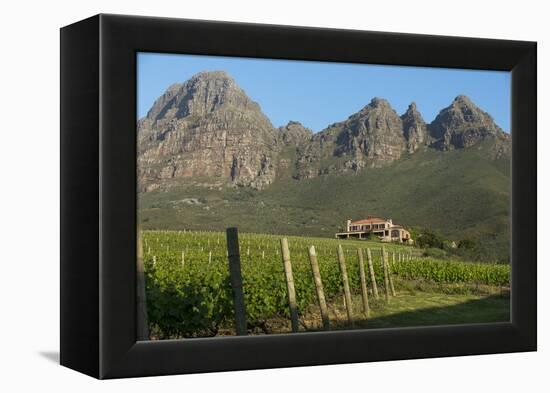 Vineyards Near Stellenbosch in the Western Cape, South Africa, Africa-Alex Treadway-Framed Premier Image Canvas