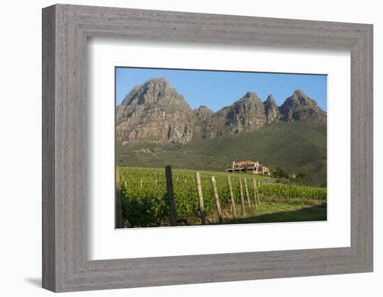 Vineyards Near Stellenbosch in the Western Cape, South Africa, Africa-Alex Treadway-Framed Photographic Print