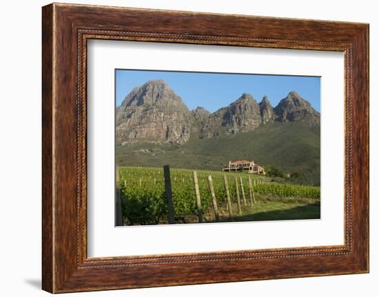 Vineyards Near Stellenbosch in the Western Cape, South Africa, Africa-Alex Treadway-Framed Photographic Print