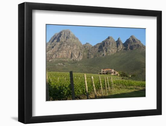 Vineyards Near Stellenbosch in the Western Cape, South Africa, Africa-Alex Treadway-Framed Photographic Print