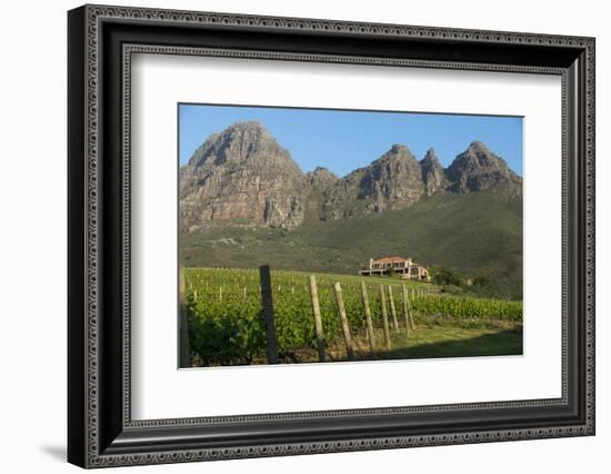 Vineyards Near Stellenbosch in the Western Cape, South Africa, Africa-Alex Treadway-Framed Photographic Print