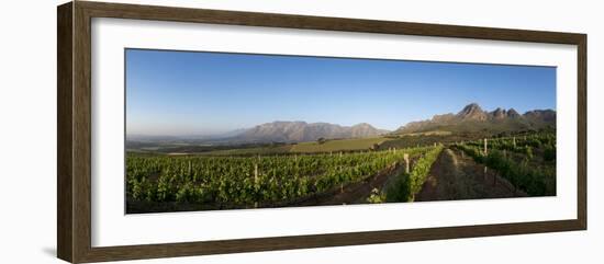 Vineyards Near Stellenbosch in the Western Cape, South Africa, Africa-Alex Treadway-Framed Photographic Print