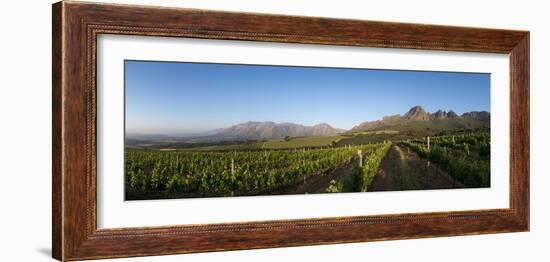 Vineyards Near Stellenbosch in the Western Cape, South Africa, Africa-Alex Treadway-Framed Photographic Print