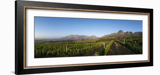 Vineyards Near Stellenbosch in the Western Cape, South Africa, Africa-Alex Treadway-Framed Photographic Print