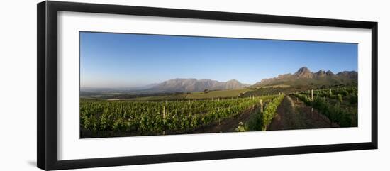 Vineyards Near Stellenbosch in the Western Cape, South Africa, Africa-Alex Treadway-Framed Photographic Print