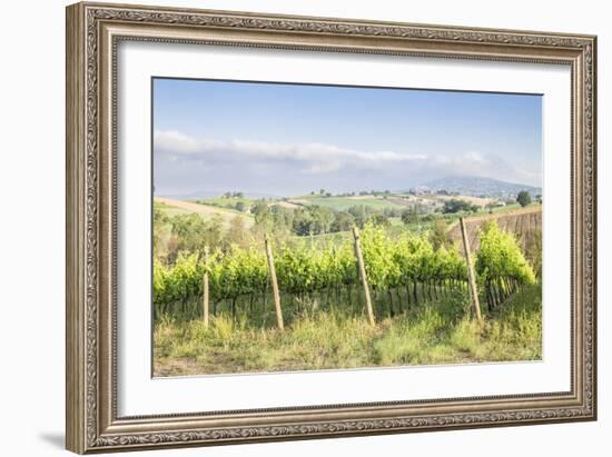 Vineyards near to Montefalco, known for its red wine of Sagrantino, Val di Spoleto, Umbria, Italy-Julian Elliott-Framed Photographic Print