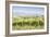 Vineyards near to Montefalco, known for its red wine of Sagrantino, Val di Spoleto, Umbria, Italy-Julian Elliott-Framed Photographic Print