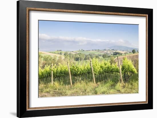 Vineyards near to Montefalco, known for its red wine of Sagrantino, Val di Spoleto, Umbria, Italy-Julian Elliott-Framed Photographic Print