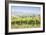 Vineyards near to Montefalco, known for its red wine of Sagrantino, Val di Spoleto, Umbria, Italy-Julian Elliott-Framed Photographic Print