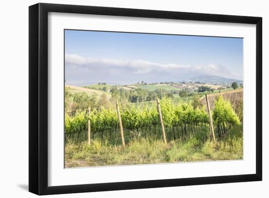 Vineyards near to Montefalco, known for its red wine of Sagrantino, Val di Spoleto, Umbria, Italy-Julian Elliott-Framed Photographic Print