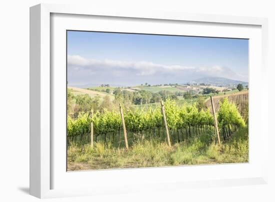 Vineyards near to Montefalco, known for its red wine of Sagrantino, Val di Spoleto, Umbria, Italy-Julian Elliott-Framed Photographic Print