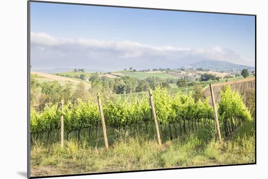 Vineyards near to Montefalco, known for its red wine of Sagrantino, Val di Spoleto, Umbria, Italy-Julian Elliott-Mounted Photographic Print