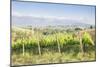 Vineyards near to Montefalco, known for its red wine of Sagrantino, Val di Spoleto, Umbria, Italy-Julian Elliott-Mounted Photographic Print