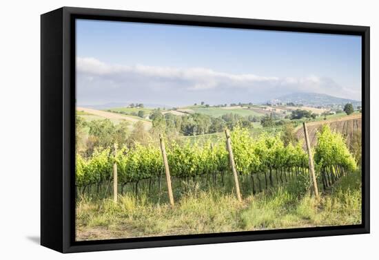 Vineyards near to Montefalco, known for its red wine of Sagrantino, Val di Spoleto, Umbria, Italy-Julian Elliott-Framed Premier Image Canvas