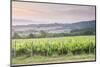 Vineyards Near to Montefalco, Umbria, Italy, Europe-Julian Elliott-Mounted Photographic Print