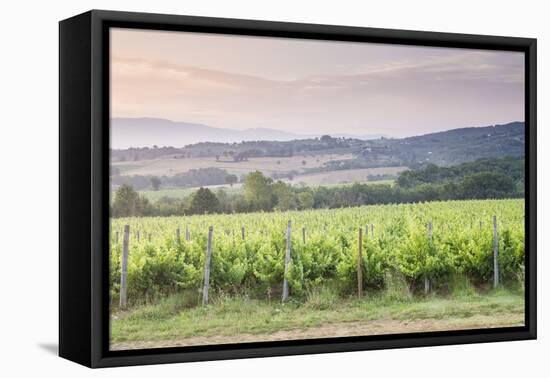 Vineyards Near to Montefalco, Umbria, Italy, Europe-Julian Elliott-Framed Premier Image Canvas