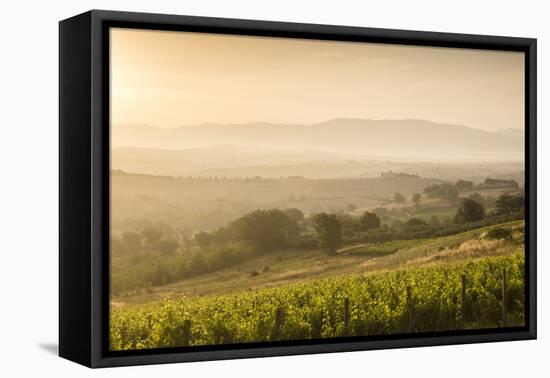 Vineyards Near to Montefalco, Umbria, Ittaly, Europe-Julian Elliott-Framed Premier Image Canvas
