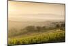 Vineyards Near to Montefalco, Umbria, Ittaly, Europe-Julian Elliott-Mounted Photographic Print