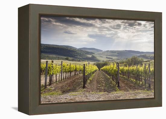 Vineyards Near to Montepulciano, Val D'Orcia, UNESCO World Heritage Site, Tuscany, Italy, Europe-Julian Elliott-Framed Premier Image Canvas
