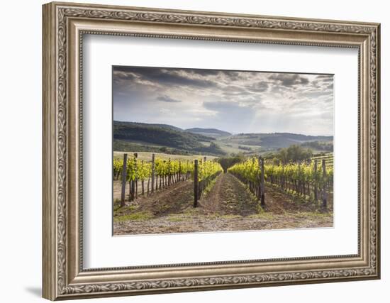 Vineyards Near to Montepulciano, Val D'Orcia, UNESCO World Heritage Site, Tuscany, Italy, Europe-Julian Elliott-Framed Photographic Print