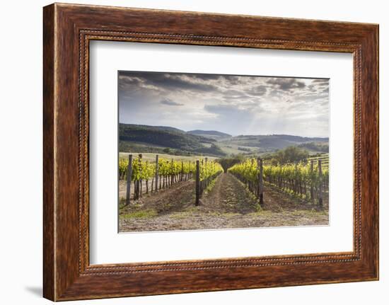 Vineyards Near to Montepulciano, Val D'Orcia, UNESCO World Heritage Site, Tuscany, Italy, Europe-Julian Elliott-Framed Photographic Print