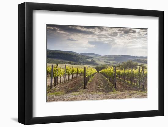 Vineyards Near to Montepulciano, Val D'Orcia, UNESCO World Heritage Site, Tuscany, Italy, Europe-Julian Elliott-Framed Photographic Print