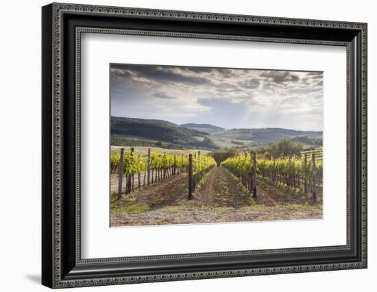 Vineyards Near to Montepulciano, Val D'Orcia, UNESCO World Heritage Site, Tuscany, Italy, Europe-Julian Elliott-Framed Photographic Print