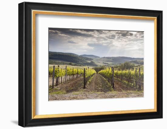 Vineyards Near to Montepulciano, Val D'Orcia, UNESCO World Heritage Site, Tuscany, Italy, Europe-Julian Elliott-Framed Photographic Print